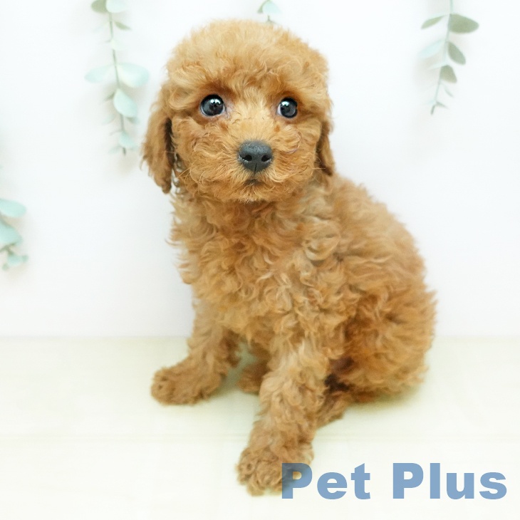 トイ・プードルの写真2