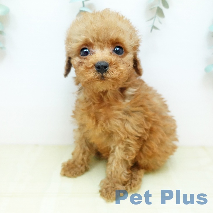 トイ・プードル