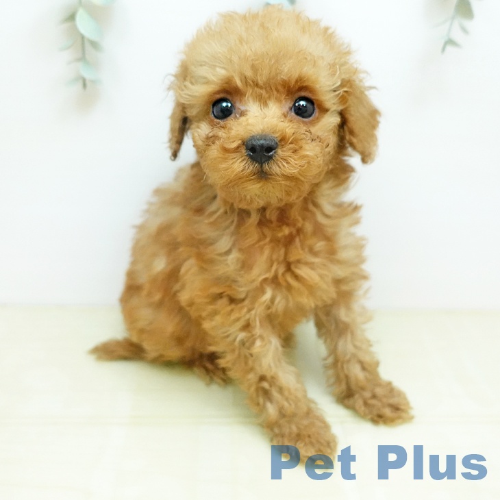 トイ・プードルの写真2