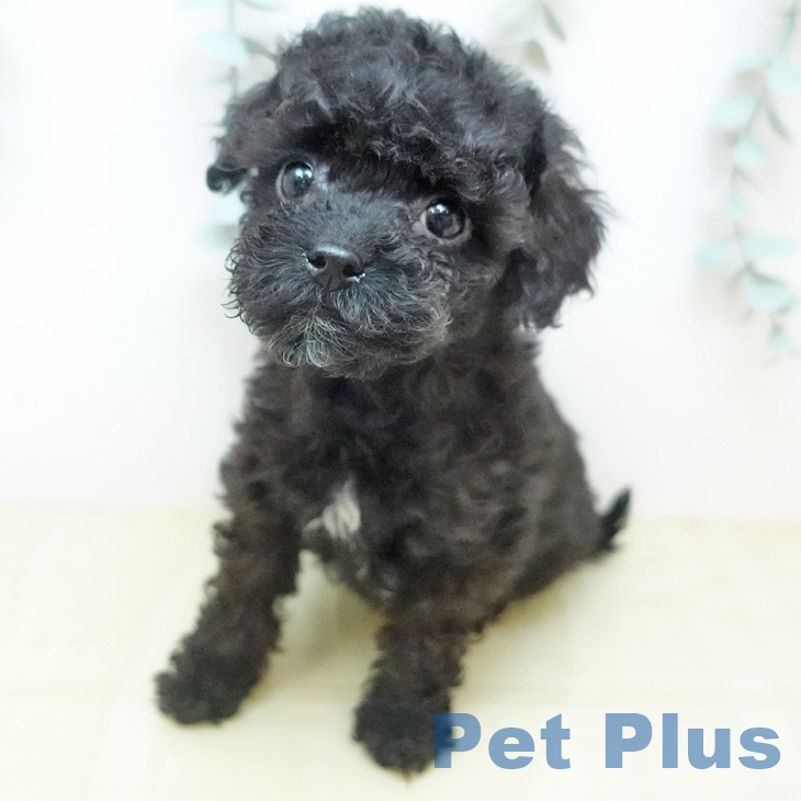 愛知県のトイプードル(トイ) (ペットプラス 名古屋茶屋店/2026年1月19日生まれ/男の子/ブラック)の子犬