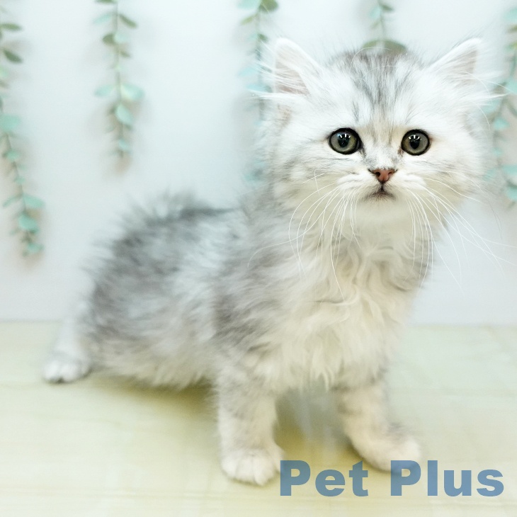 香川県のペルシャ (ペットプラス 綾川店/2026年1月13日生まれ/女の子/チンチラシルバー)の子猫の1枚目の画像