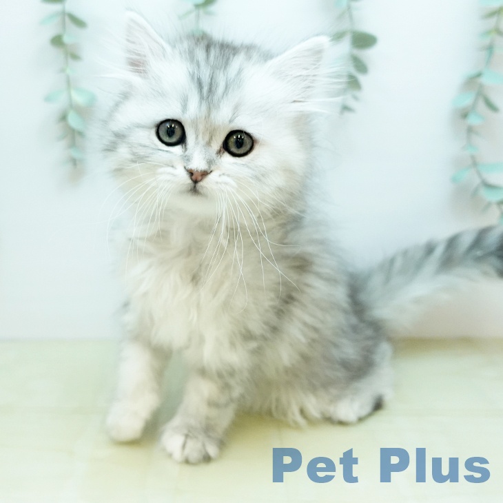 香川県のペルシャ (ペットプラス 綾川店/2026年1月13日生まれ/女の子/チンチラシルバー)の子猫の2枚目の画像