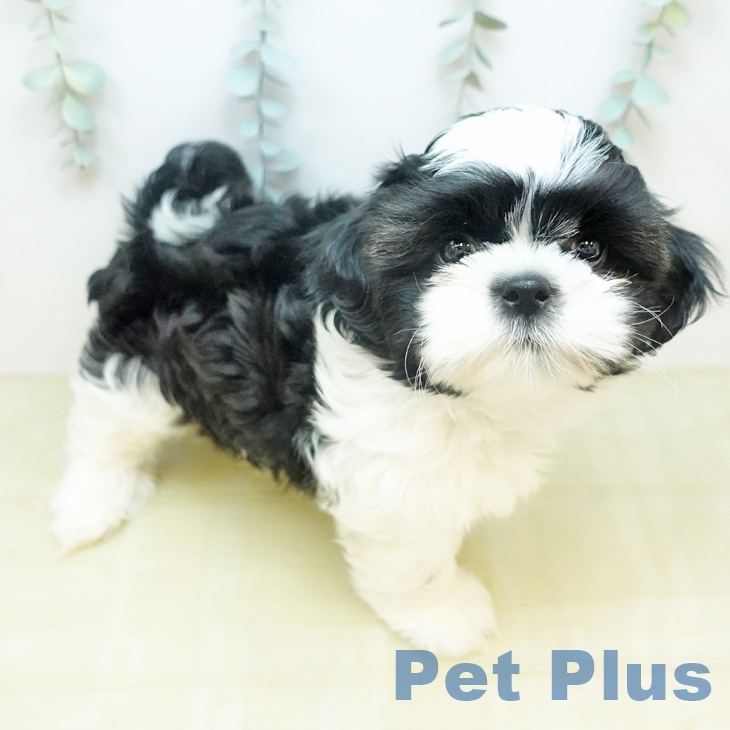 シー・ズーの写真2