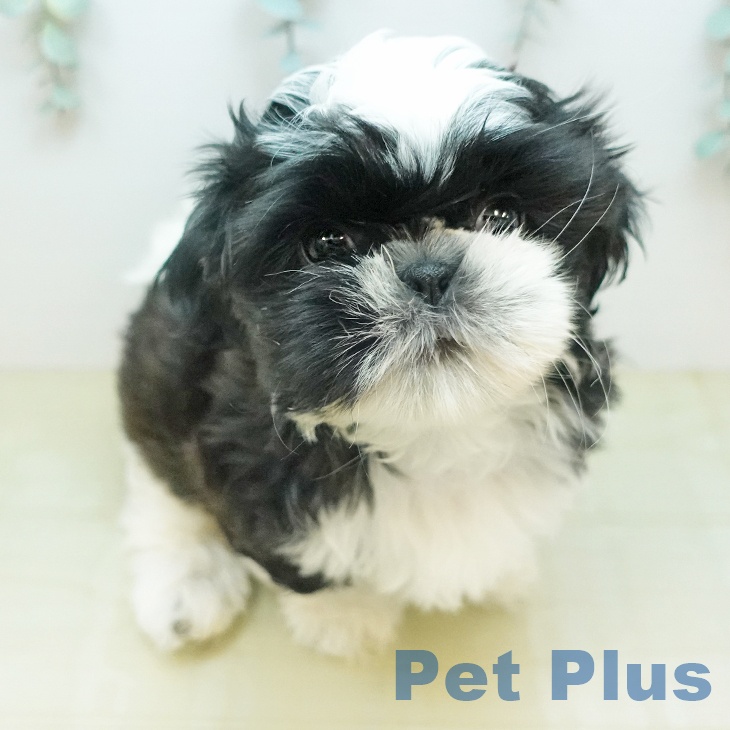 シー・ズーの写真2