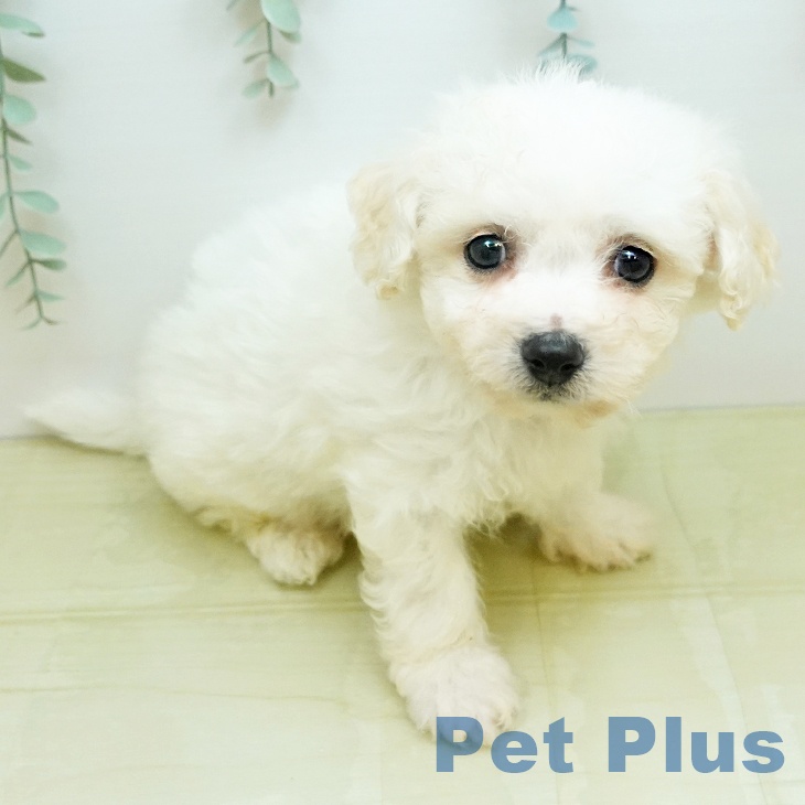 ビション・フリーゼ