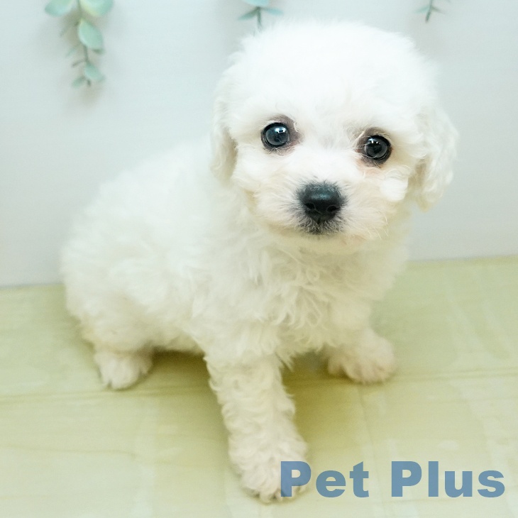 ビション・フリーゼ