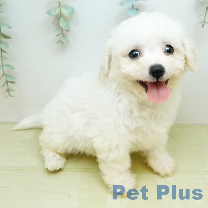 ビション・フリーゼ