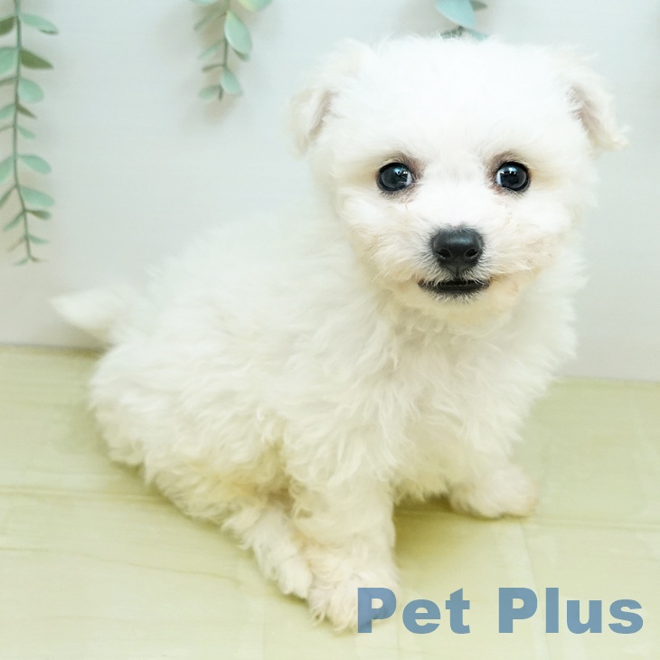 ビション・フリーゼ