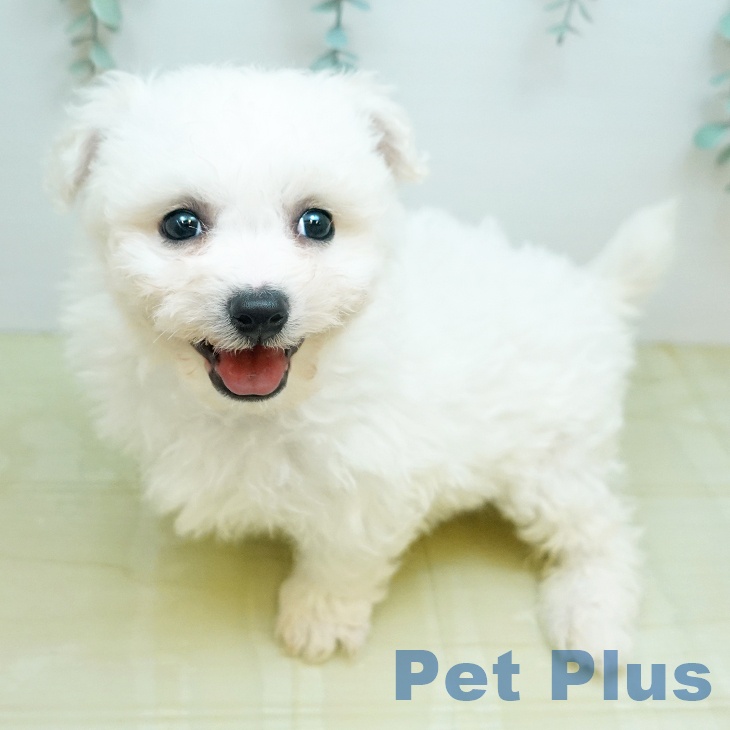 ビション・フリーゼ