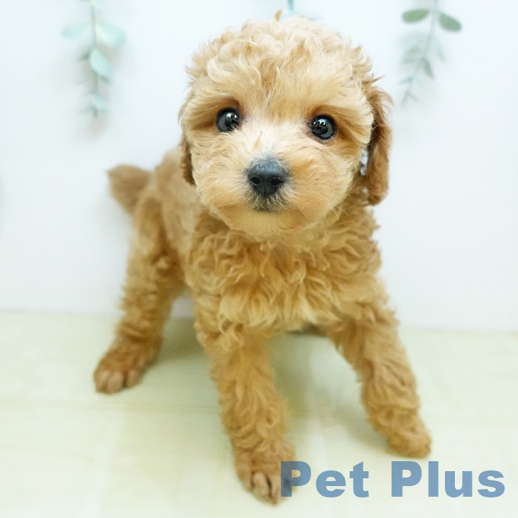 トイ・プードルの写真2