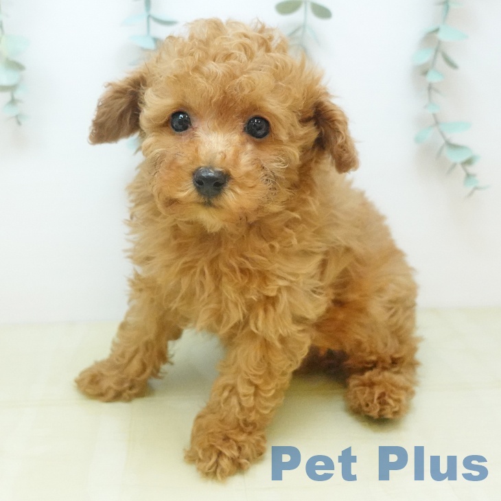 トイ・プードル