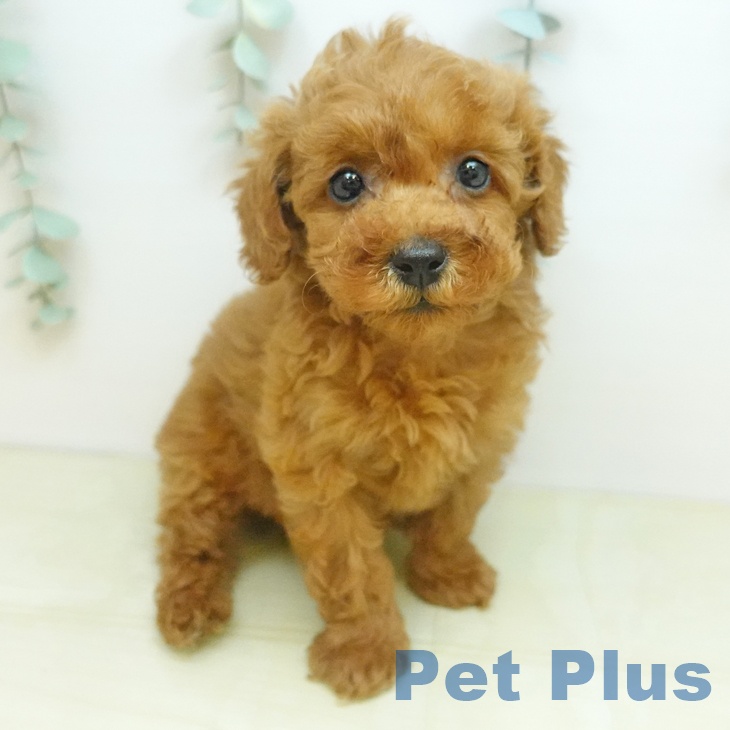 トイ・プードル