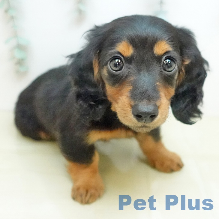 ミニチュア・ダックスフンドの写真2