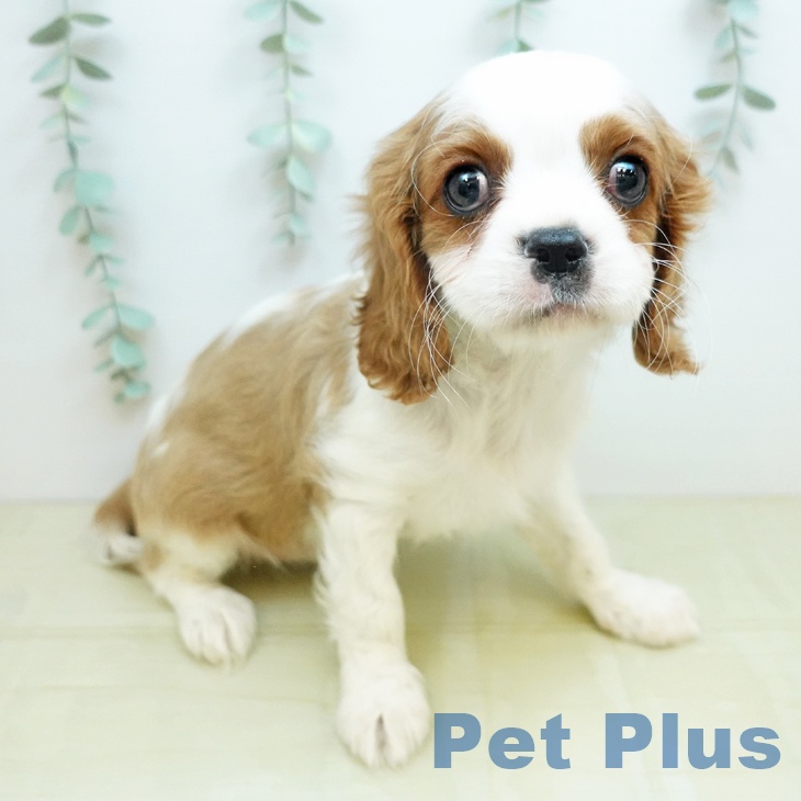 石川県のキャバリアキングチャールズスパニエル (ペットプラス 白山店/2026年1月14日生まれ/男の子/ブレンハイム)の子犬の1枚目の画像