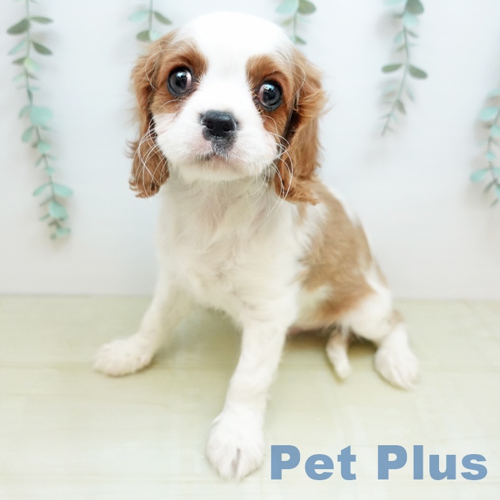 石川県のキャバリアキングチャールズスパニエル (ペットプラス 白山店/2026年1月14日生まれ/男の子/ブレンハイム)の子犬の2枚目の画像
