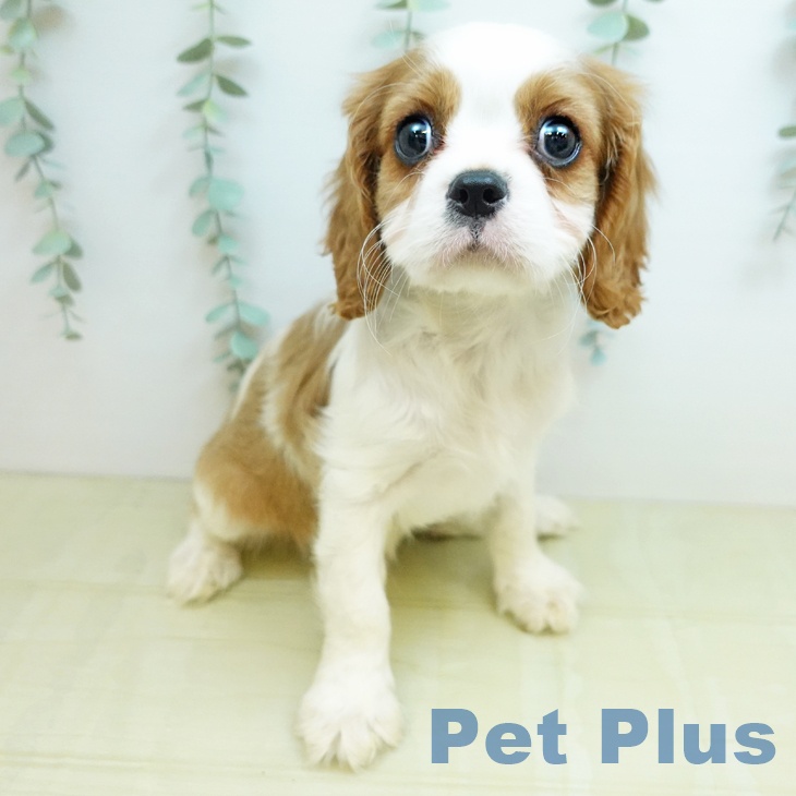 愛知県のキャバリアキングチャールズスパニエル (ペットプラス イオンモール豊川店/2026年1月14日生まれ/男の子/ブレンハイム)の子犬の1枚目の画像