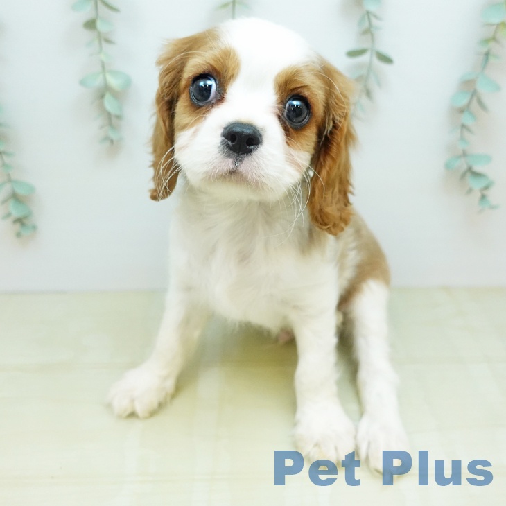愛知県のキャバリアキングチャールズスパニエル (ペットプラス イオンモール豊川店/2026年1月14日生まれ/男の子/ブレンハイム)の子犬の2枚目の画像