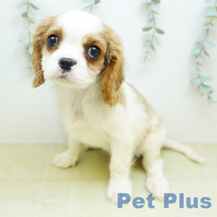 岐阜県のキャバリアキングチャールズスパニエル (ペットプラス 各務原店/2026年1月14日生まれ/男の子/ブレンハイム)の子犬の1枚目の画像