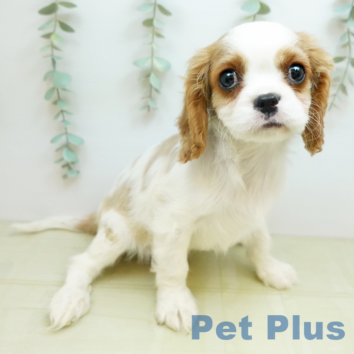 岐阜県のキャバリアキングチャールズスパニエル (ペットプラス 各務原店/2026年1月14日生まれ/男の子/ブレンハイム)の子犬の2枚目の画像