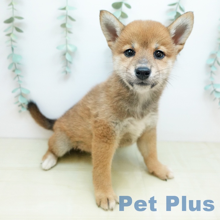 岐阜県の柴犬(標準サイズ) (ペットプラス 各務原店/2026年1月19日生まれ/女の子/赤)の子犬の1枚目の画像