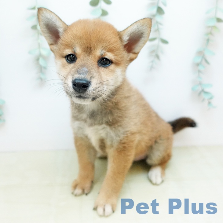 岐阜県の柴犬(標準サイズ) (ペットプラス 各務原店/2026年1月19日生まれ/女の子/赤)の子犬の2枚目の画像