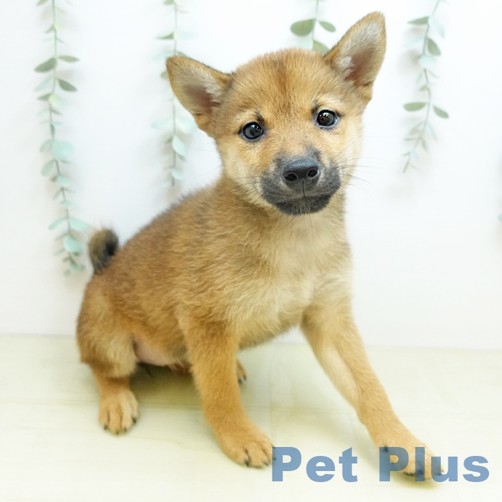 愛知県の柴犬(標準サイズ) (ペットプラス イオンモール豊川店/2026年1月17日生まれ/女の子/赤)の子犬の1枚目の画像