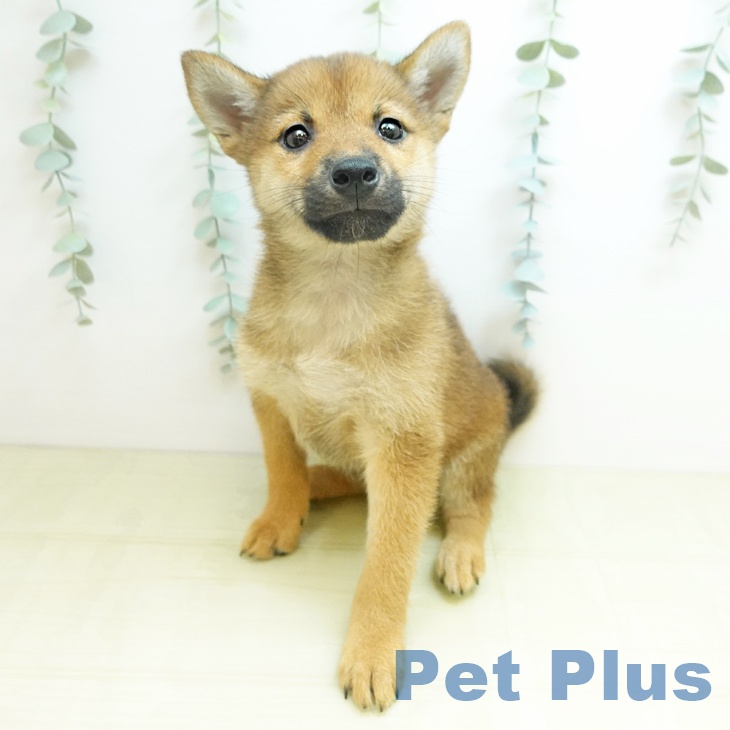 愛知県の柴犬(標準サイズ) (ペットプラス イオンモール豊川店/2026年1月17日生まれ/女の子/赤)の子犬の2枚目の画像