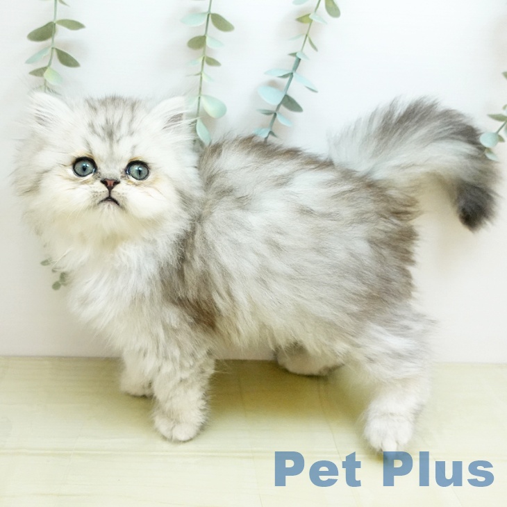 岐阜県のペルシャ (ペットプラス 各務原店/2026年1月15日生まれ/男の子/チンチラシルバー)の子猫の1枚目の画像