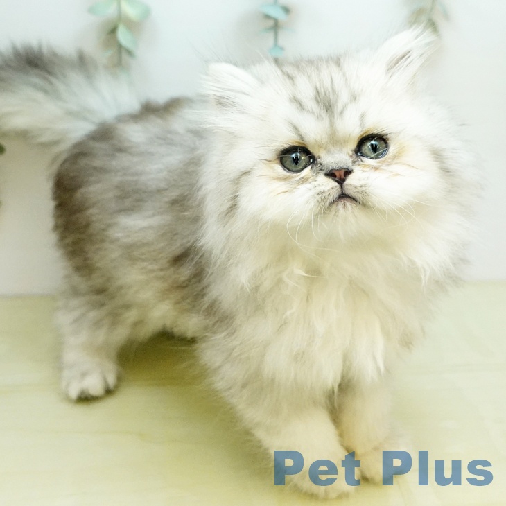 岐阜県のペルシャ (ペットプラス 各務原店/2026年1月15日生まれ/男の子/チンチラシルバー)の子猫の2枚目の画像