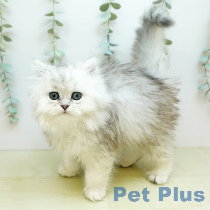 ペルシャの写真2