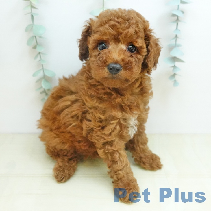 愛知県のトイプードル(トイ) (ペットプラス 豊橋牧野店/2026年1月22日生まれ/女の子/レッド)の子犬