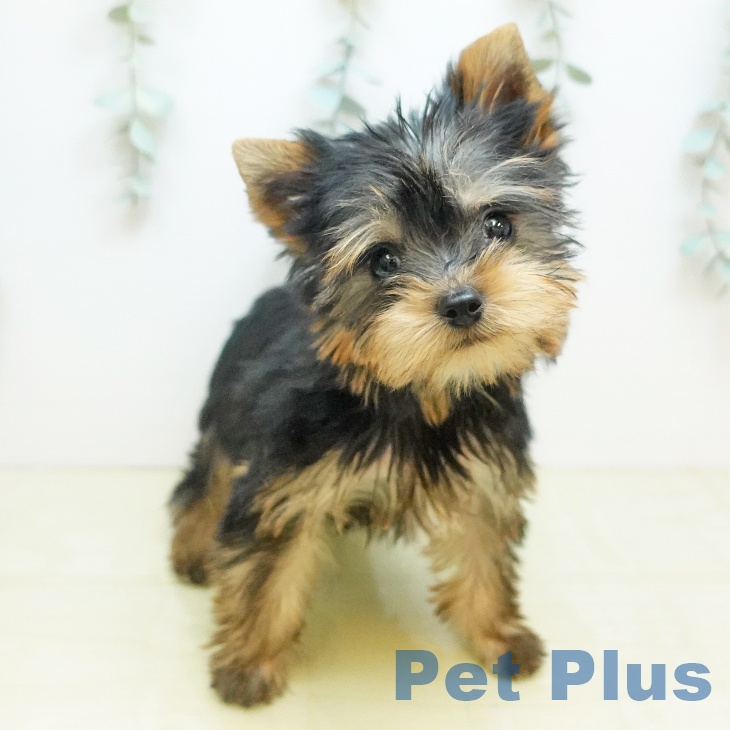 ヨークシャー・テリア