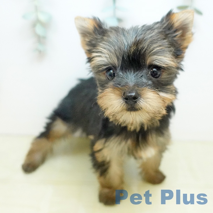 ヨークシャー・テリア