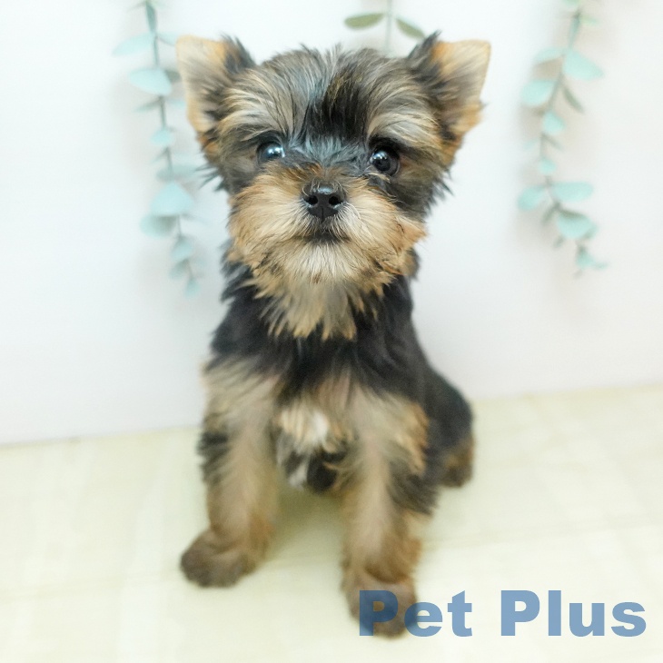 ヨークシャー・テリア