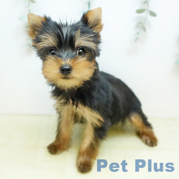 ヨークシャー・テリア