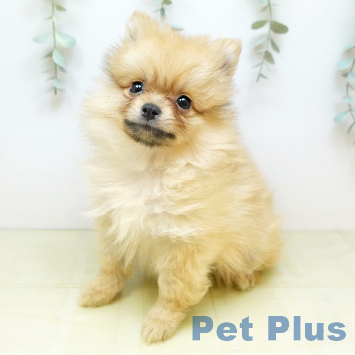 ポメラニアンの写真2