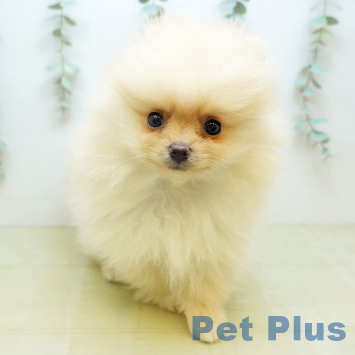 ポメラニアンの写真2