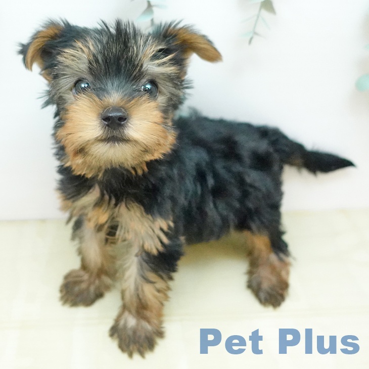 ヨークシャー・テリアの写真2