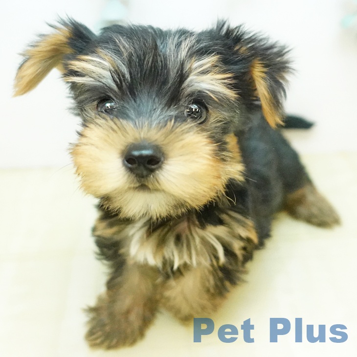 岡山県のヨークシャーテリア (ペッツワン 岡山南店/2026年1月18日生まれ/男の子/スチールブルータン)の子犬の1枚目の画像