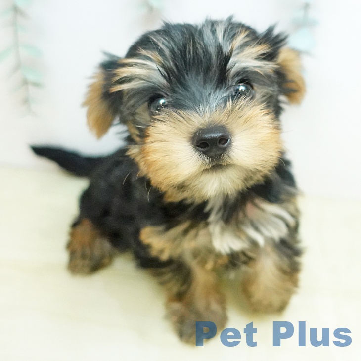 岡山県のヨークシャーテリア (ペッツワン 岡山南店/2026年1月18日生まれ/男の子/スチールブルータン)の子犬の2枚目の画像