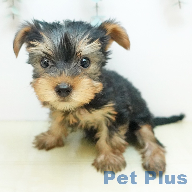 ヨークシャー・テリアの写真1