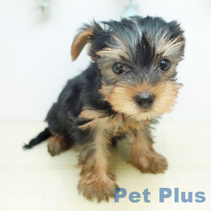 ヨークシャー・テリアの写真2