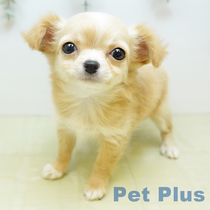 香川県のチワワ(ロング) (ペットプラス 綾川店/2026年1月21日生まれ/女の子/クリーム)の子犬