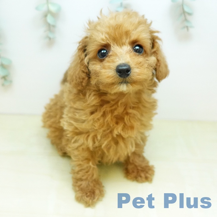 トイ・プードルの写真2