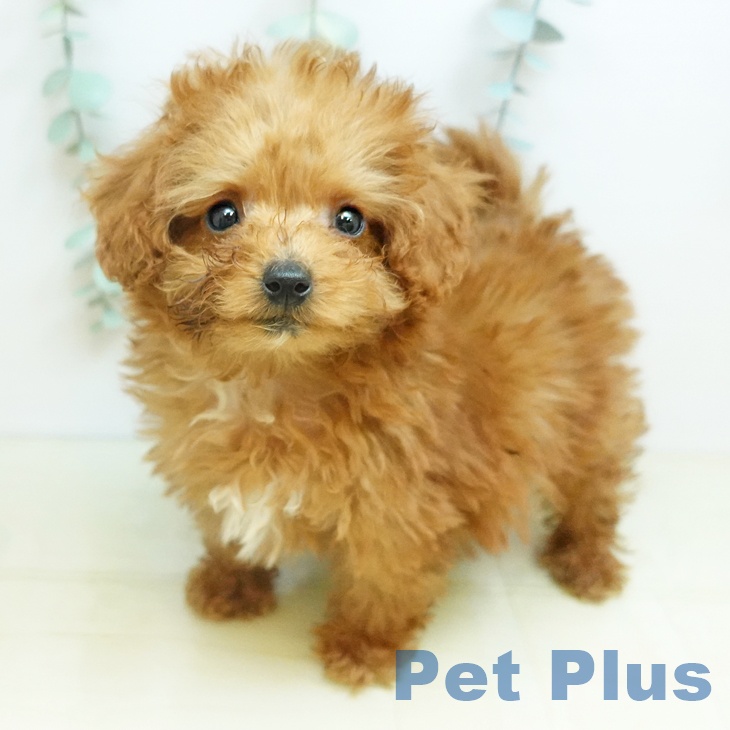 岐阜県のトイプードル(トイ) (ペットプラス 各務原店/2026年1月22日生まれ/男の子/アプリコット)の子犬の1枚目の画像