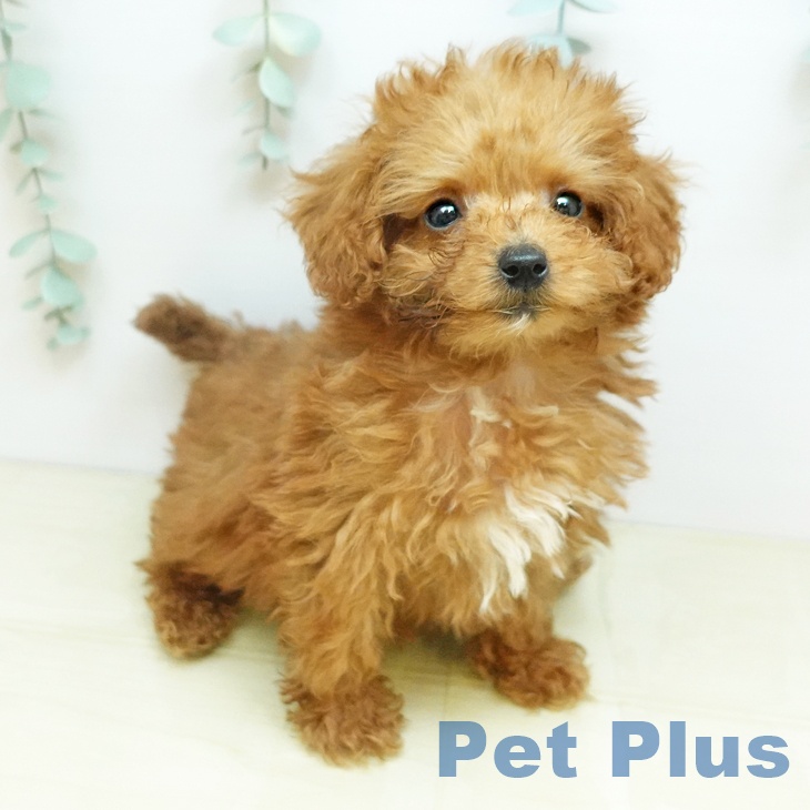 岐阜県のトイプードル(トイ) (ペットプラス 各務原店/2026年1月22日生まれ/男の子/アプリコット)の子犬の2枚目の画像