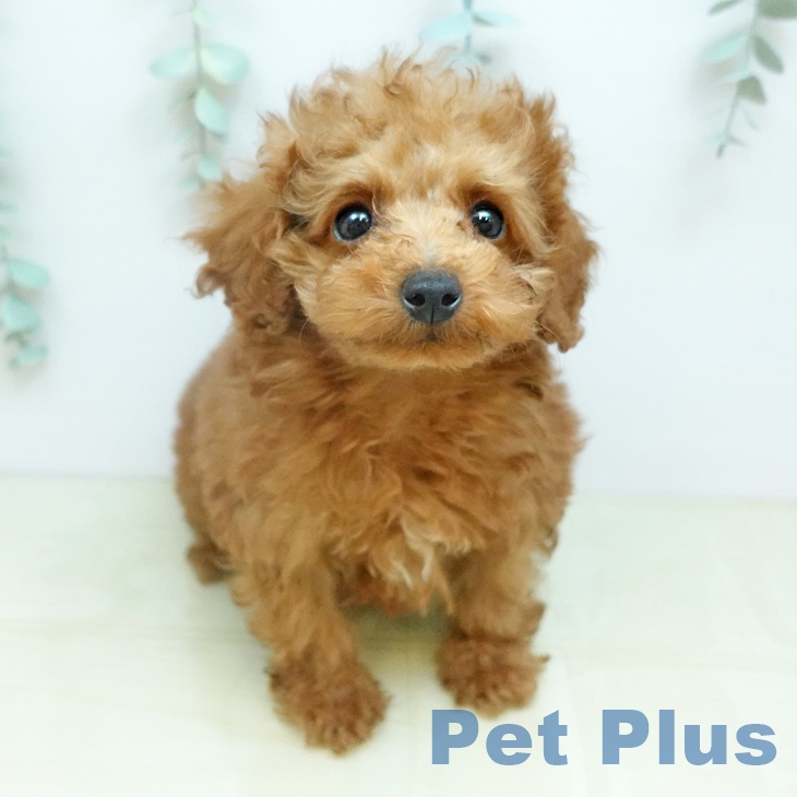 岐阜県のトイプードル(トイ) (ペットプラス 各務原店/2026年1月22日生まれ/男の子/アプリコット)の子犬の2枚目の画像
