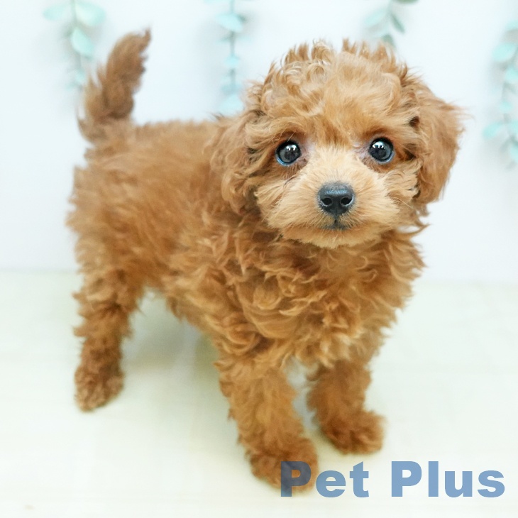 トイ・プードル