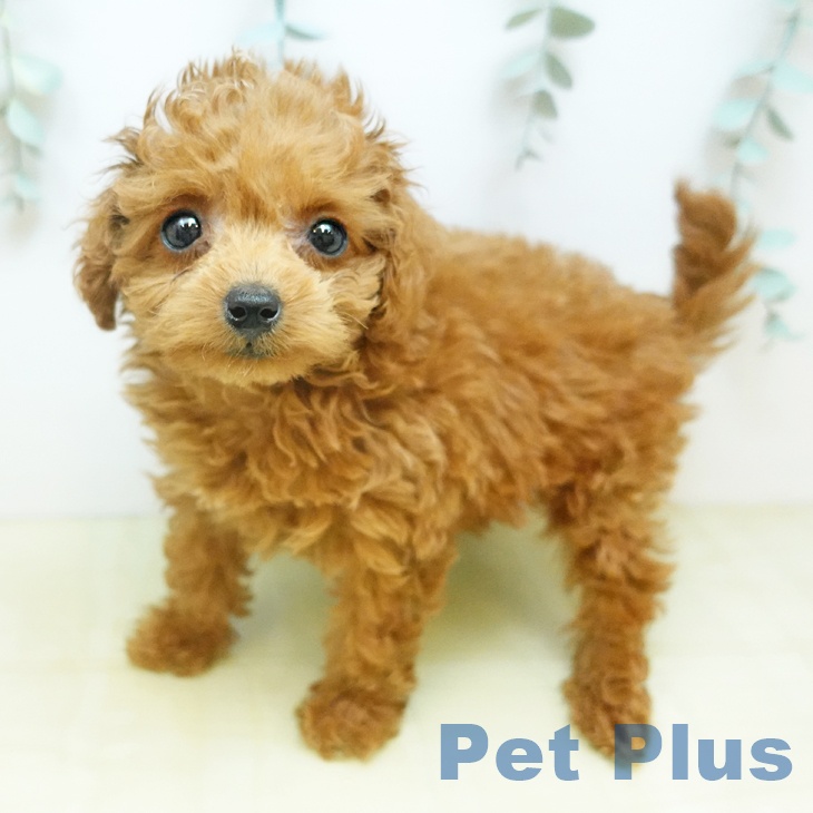 トイ・プードル