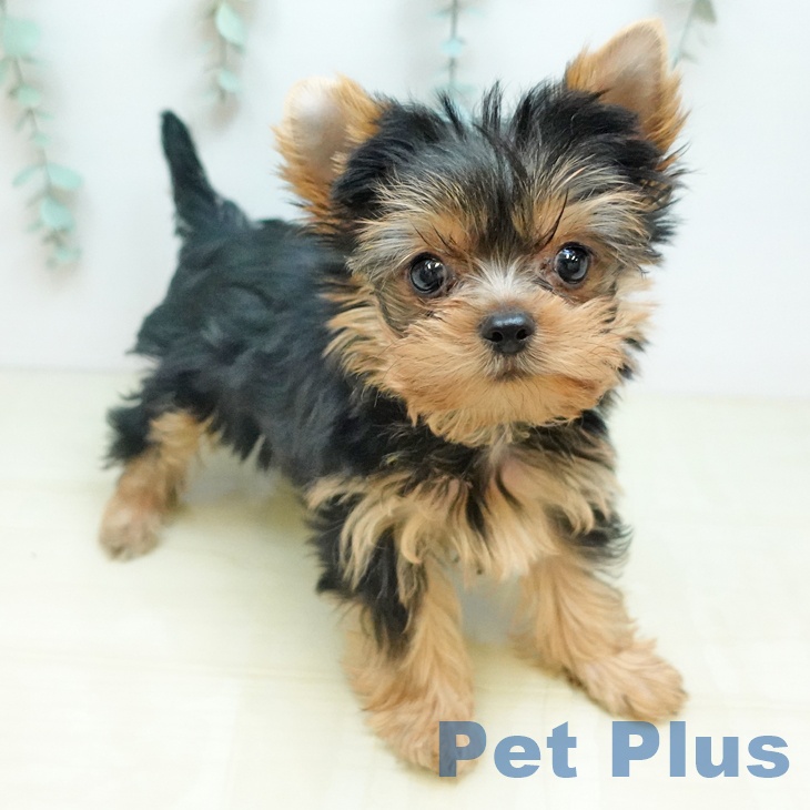 ヨークシャー・テリア